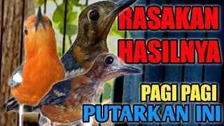 ANIS MERAH WWDGK// PAGI PAGI PUTARKAN INI MASBRO DAN RASAKAN PERUBAHANYA