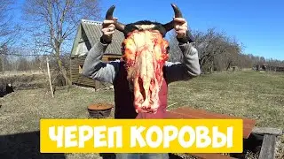 Череп коровы ► Очищаем череп от мяса.