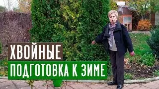 ПОДГОТОВКА К ЗИМЕ ХВОЙНЫХ РАСТЕНИЙ 🌲 О чем нельзя забыть? / Садовый гид