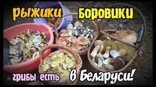 🍄🍀, рыжики, боровики, грибы есть в Беларуси!