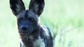 Painted Wolves Ambush Rival Pack | 4K UHD | Dynasties | BBC Earth