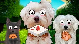 PERRO COME DURNTE 24 HORAS COMIDA DE MINECRAFT EN LA VIDA REAL !!