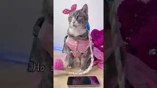 Хэй, детка - KAMON | котоклип