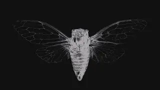 NEBIROS NEBIROO - CICADA 3301