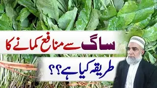 How to achieve profit from Mustard (Saag) || Crop Reformer