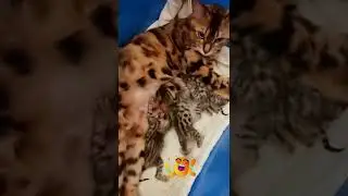 Только родились и уже разборки 😂😂💋💋🐈🐈