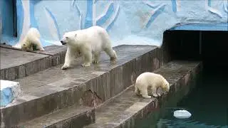 Медвежонок не может достать канистру из воды 26.06.2023