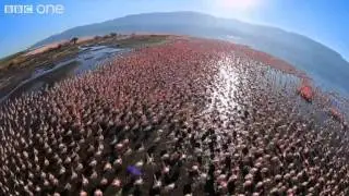 Fish Eagle Hunting Flamingos (Narrated by David Tennant) - Earthflight - BBC One