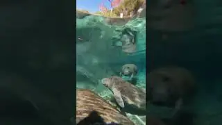 When people visit Florida but miss places like this 🤯 📍Crystal River, FL #florida #manatee