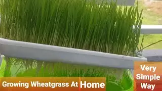 How to Grow Wheat Grass at Home?( Without Soil)