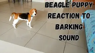 Beagle Puppy Reaction to Barking Sound - Dog Reaction 