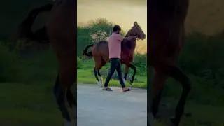 Horse power 💪 #shortvideo #shortsvideo #shorts #horse