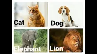 Name of Animals for kids with real pictures