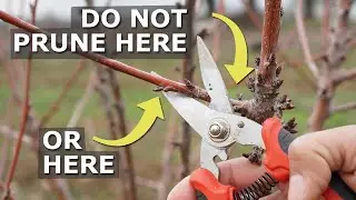 Prune Like This! Don't Kill Your Trees!