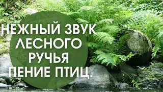 Нежный звук лесного ручья. Журчание воды. Пение птиц.