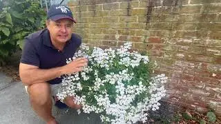 Ivy Leaf Geranium - an easy, colorful and graceful plant anyone can grow