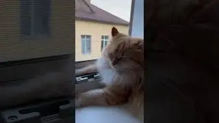 Прекрасний сон! #trending #cat #тренди