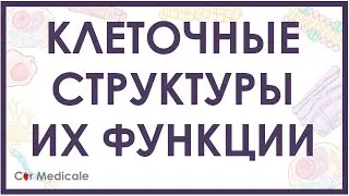 Клеточные структуры и их функции кратко (мембрана, цитоскелет, ядро, митохондрия)