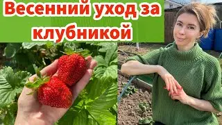 ВЕСЕННИЙ УХОД ЗА КЛУБНИКОЙ ДЛЯ ХОРОШЕГО УРОЖАЯ. Мои правила ухода за клубникой весной