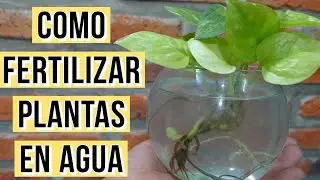 Como Fertilizar Plantas en Agua | Paso a Paso