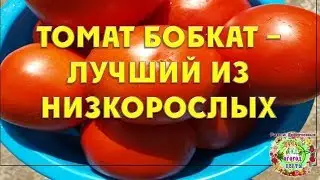 Tomato Bobcat - the best of the undersized