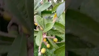 Loquat Season