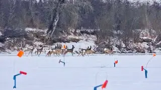 ТУТ ПОЛНО РЫБЫ И НЕ ТОЛЬКО! ЩУК БОЛЬШЕ ЧЕМ Я ДУМАЛ! РЫБАЛКА КАК В ЗАПОЛЯРЬЕ!