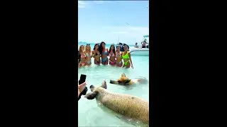 Bikini Models with Swimming Pigs, Wild Set Free in Exumas 