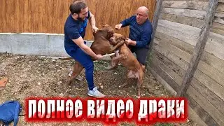 РАЗНИМАЕМ ДЕР&ШИХСЯ ПИТБУЛЕЙ СПАЙКА И МУСУ. Щенки питбуля на продажу. Полное видео в платной телеге.