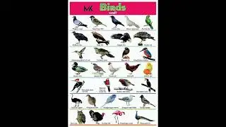 Birds Name #english #ielts #gk #vocubulary #englishlanguage