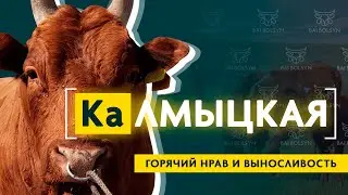 Калмыцкая порода КРС — самый выносливый скот для Казахстана? История, содержание, где купить?