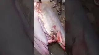 what a big fish and what is inside the fish belly #shorts