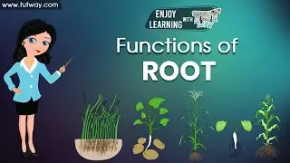 Parts of a Plant - The Root | Structure and Function of Roots | Learn Videos For Kids | Science