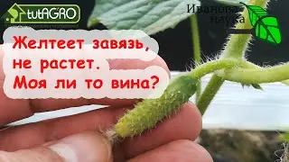 ЗАВЯЗИ ЕСТЬ, НО НЕ РАСТУТ, ЖЕЛТЕЮТ. ЧТО ДЕЛАТЬ, ЧТОБЫ ЗАВЯЗИ АКТИВНО НАРАСТАЛИ? ПОДКОРМКА ОГУРЦОВ.