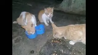 Kebiasaan rutin memberi makan kucing