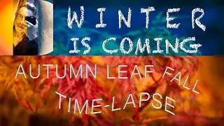 Winter IS Coming!  An Autumn Trees Leaf Fall Time-Lapse