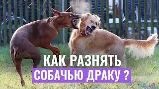 СОБАЧЬЯ ДРАКА: Как разнять дерущихся собак?