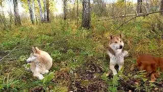 Охота продолжается Охотничьи собаки