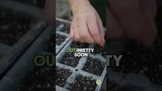 How to Start Seeds Indoors (1 Minute Tutorial!)