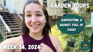 Fall plants are already sprouting! | Garden Tour WEEK 34, 2024