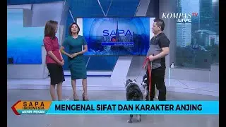 Sapa Indonesia : Mengenal Sifat dan Karakter Anjing (2)