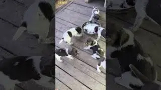 29 день жизни щенков. ( дратхаар)