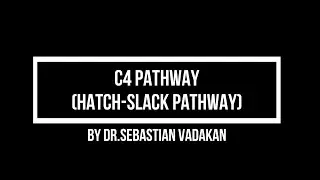 C4 pathway