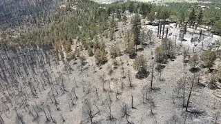 McBride Fire Damage In New Mexico