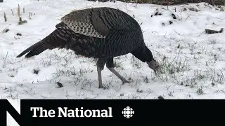 Wild turkeys are moving into Montreal