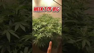 Massive!!  2 pound plant just in 7 weeks of veg