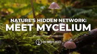 Unlocking Nature's Hidden Network: Meet Mycelium, the Fungi that Connects Trees | One Tree Planted