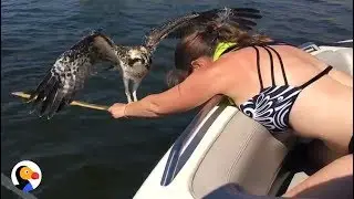 Drowning Osprey Bird Rescued by BRAVE Woman | The Dodo