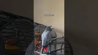 TFIF! #talkingparrot #funnyparrot #africangray #birds #funnyanimal #parrot