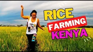 How Rice is Grown Step by Step In Kenya